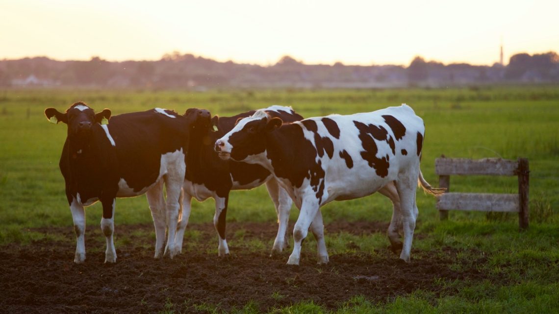 50% minder stroom nodig voor groene waterstof uit mest